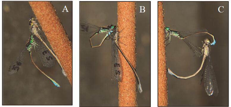 Ischnura graellsii实验室交配实验